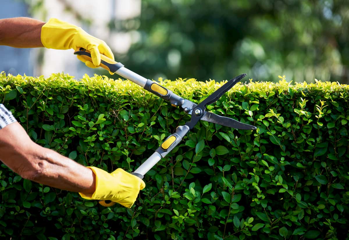 Affordable Landscaping Service