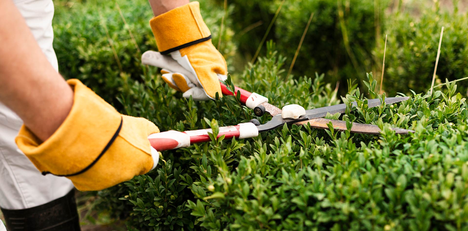 Bush Trimming