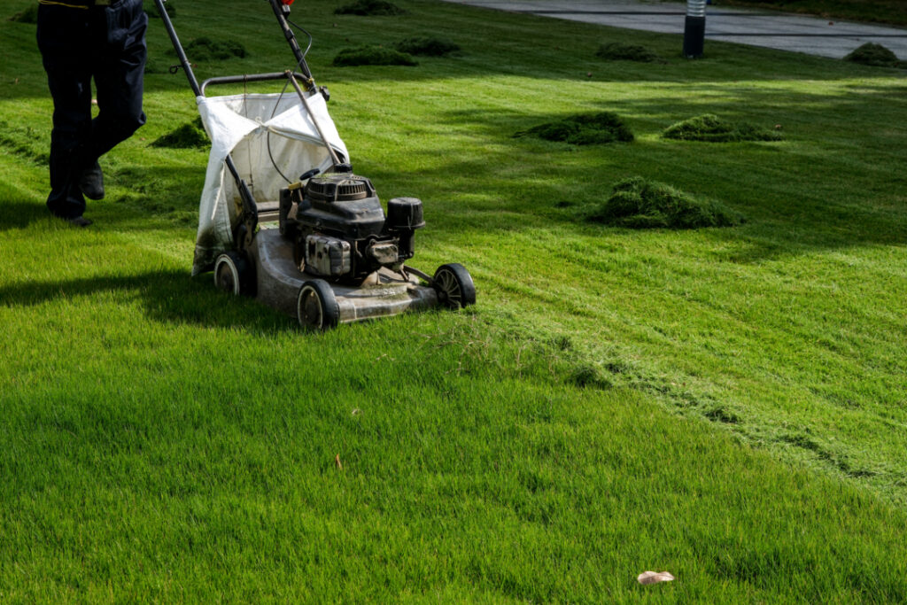 Lawn Grass Cutting 